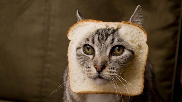 Dürfen Katzen Brot essen - thumbnail