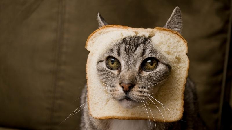 DÃ¼rfen Katzen Brot essen - thumbnail
