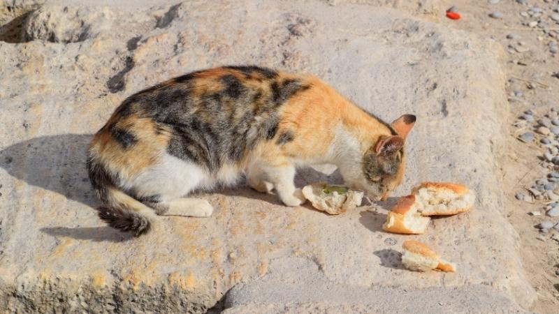 DÃ¼rfen Katzen Brot essen - cot mit brottenizator69
