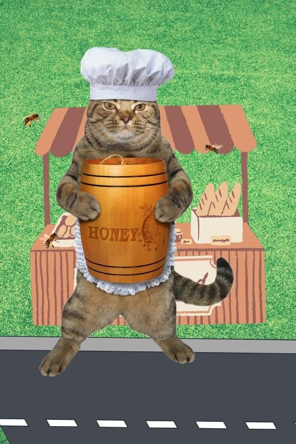 dürfen katzen honig essen - cat shop