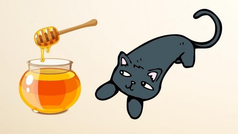 dürfen katzen honig essen - thumbnail