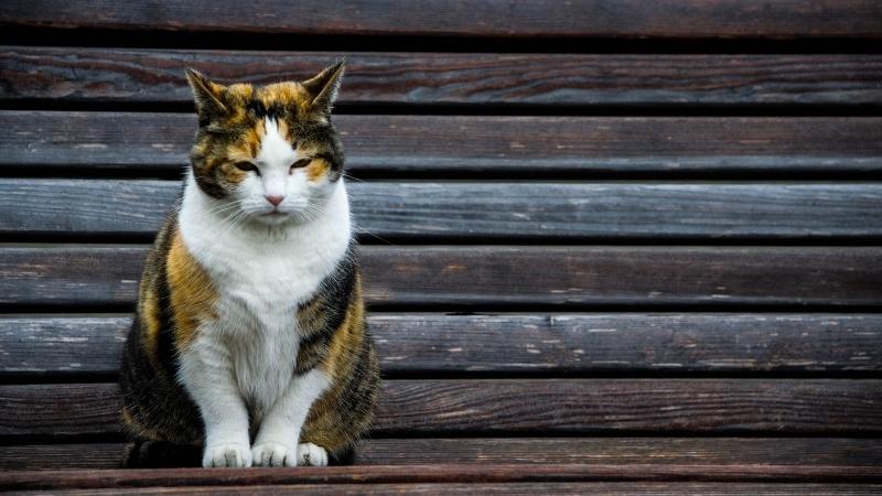 hauskatze lebenserwartung - old cat