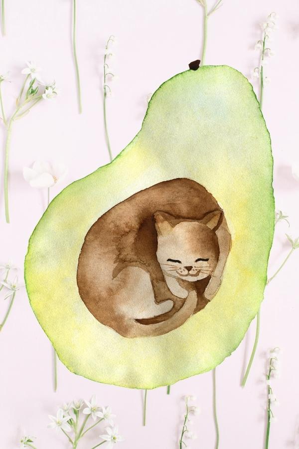 Dürfen Katzen Avocado essen - avocado cat picture