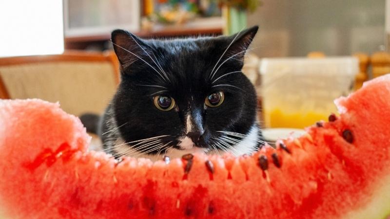 Dürfen Katzen Melone essen - mmm watermelon