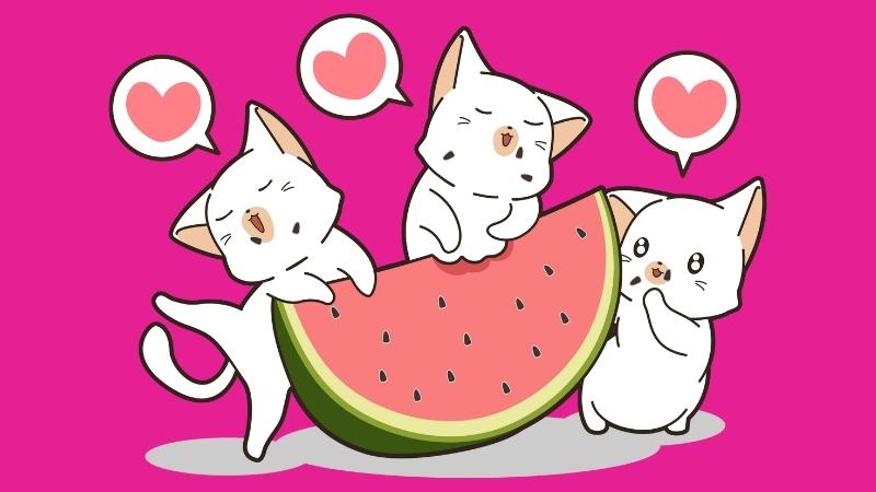Dürfen Katzen Melone essen - thumbnail