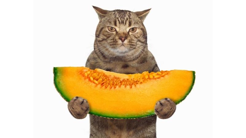 Dürfen Katzen Melone essen - watermelona