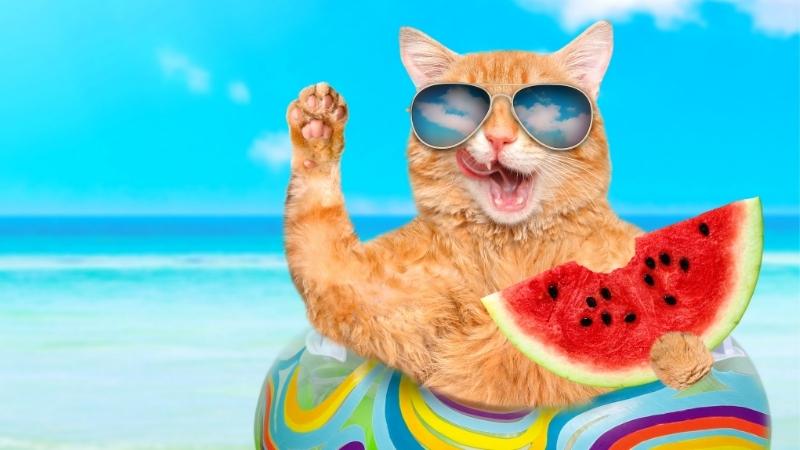 Dürfen Katzen Melone essen - watermelonita