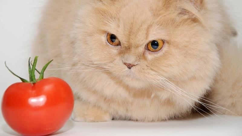 Dürfen Katzen Tomaten essen - Katze schaut auf Tomate