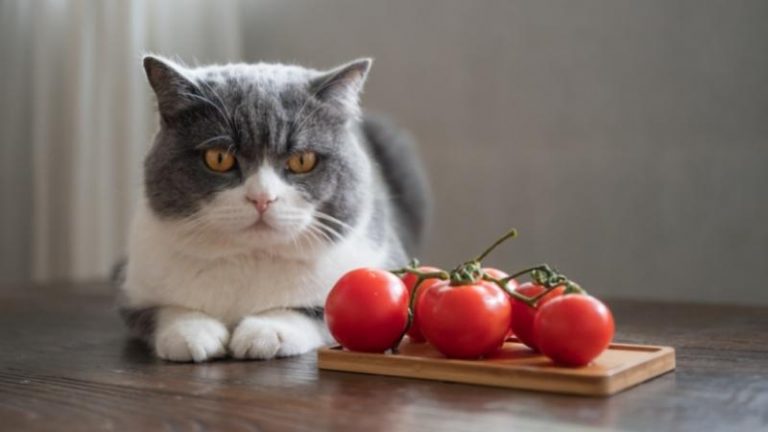 Dürfen Katzen Tomaten essen - Vorschaubild Katze