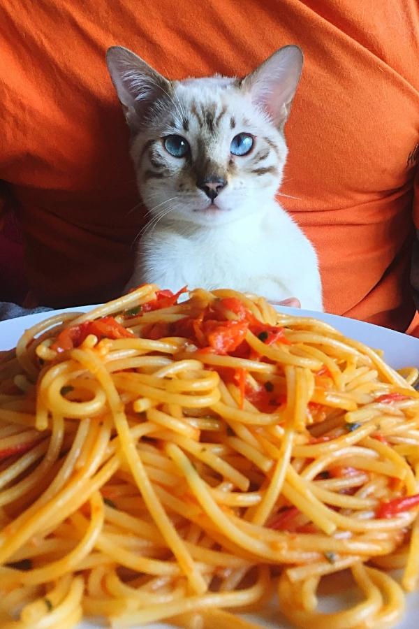 dÃ¼rfen katzen nudeln essen - Katze bei einem feinen Abendessen, die Nudeln isst