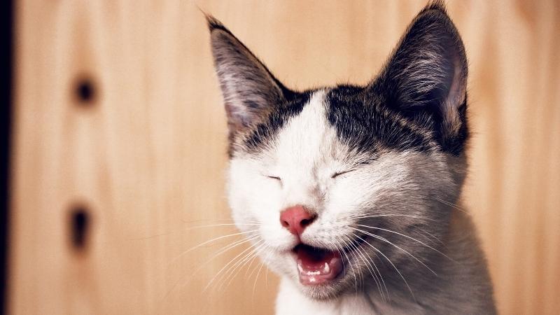 dÃ¼rfen katzen nudeln essen - Katze beim LÃ¤cheln