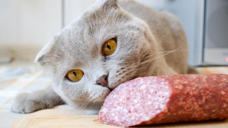 dürfen katzen salami essen - Katze schaut sehr intensiv auf Salami