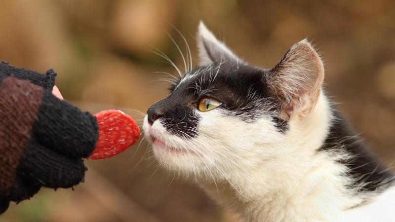 dürfen katzen salami essen - Katze schnüffelt an Salami