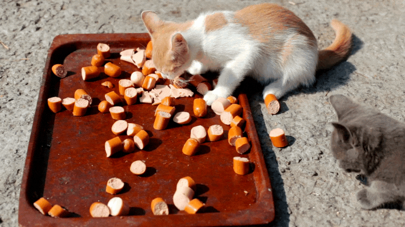 dÃ¼rfen katzen wurst essen - KÃ¤tzchen mampfen drauÃŸen ein paar WÃ¼rstchen
