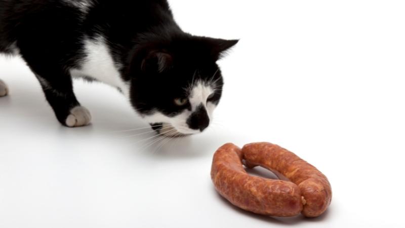 dÃ¼rfen katzen wurst essen - Katze schaut Wurst sehr intensiv an