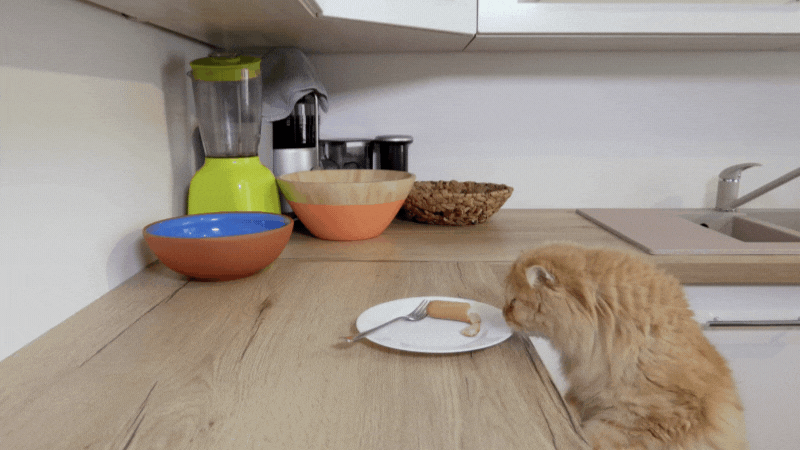 dÃ¼rfen katzen wurst essen - Katze stiehlt Wurst vom Tisch. HinterhÃ¤ltiger kleiner Gugn