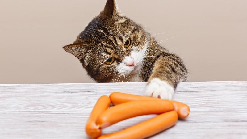 dürfen katzen wurst essen - Katze stiehlt Würstchen vom Tisch