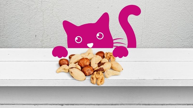 Dürfen Katzen nüsse essen - Thumbnail, Katze schaut sich Nüsse an