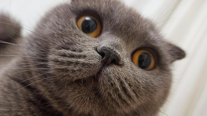Dürfen Katzen nüsse essen - Verwirrte Katze starrt in die Kameralinse