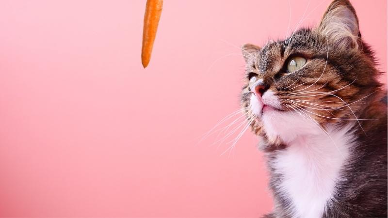 dürfen katzen karotten essen - hängende Karotte neben der Katze