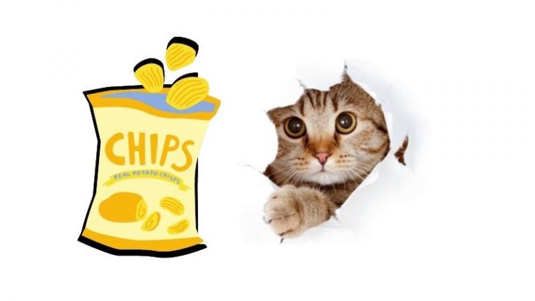 Dürfen Katzen Chips essen - Katze und Chips