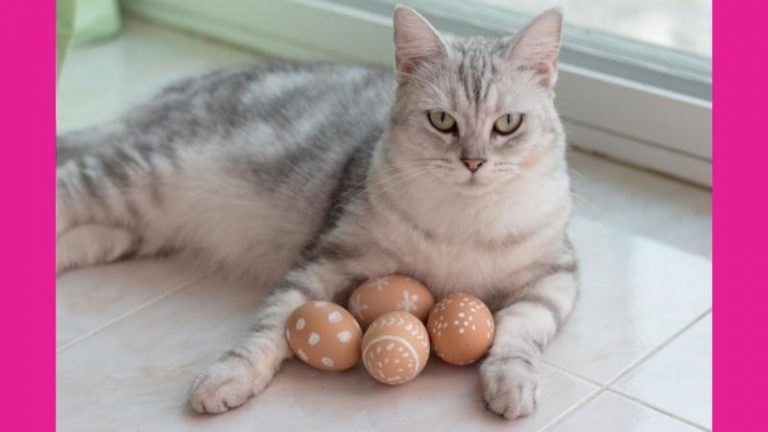 Dürfen Katzen Eier essen - Katze beschützt ihre kleinen Eier