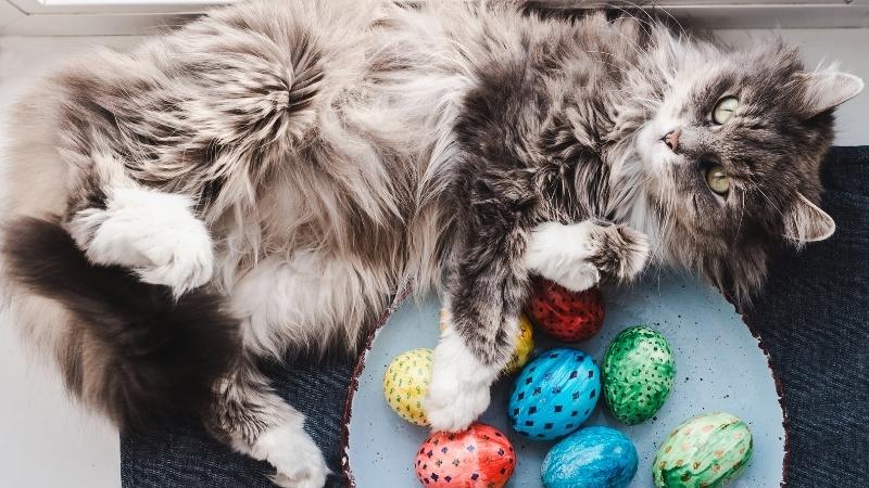 Dürfen Katzen Eier essen - Katze, die sich neben ein paar gefärbte Ostereier legt