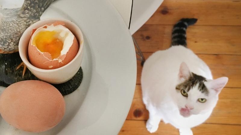 Dürfen Katzen Eier essen - Katze pirscht sich an einige gekochte Eier an