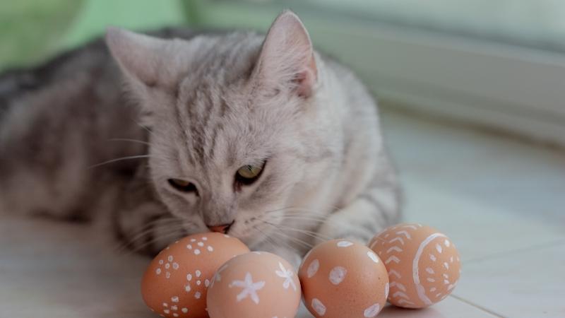 Dürfen Katzen Eier essen - Katze schnüffelt an einigen verzierten Eiern auf dem Boden