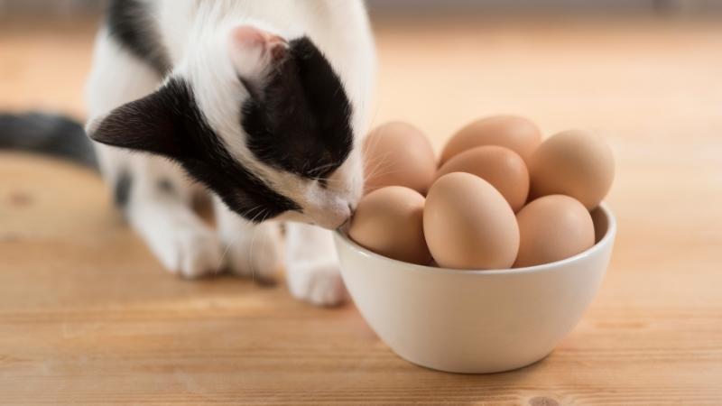 Dürfen Katzen Eier essen - Katze schnüffelt neugierig an einer Schüssel voller Eier