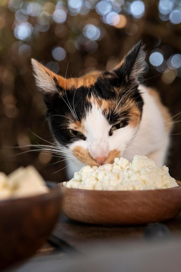 Dürfen Katzen Käse essen - Katze, die eine Schüssel voll Hüttenkäse verschlingt