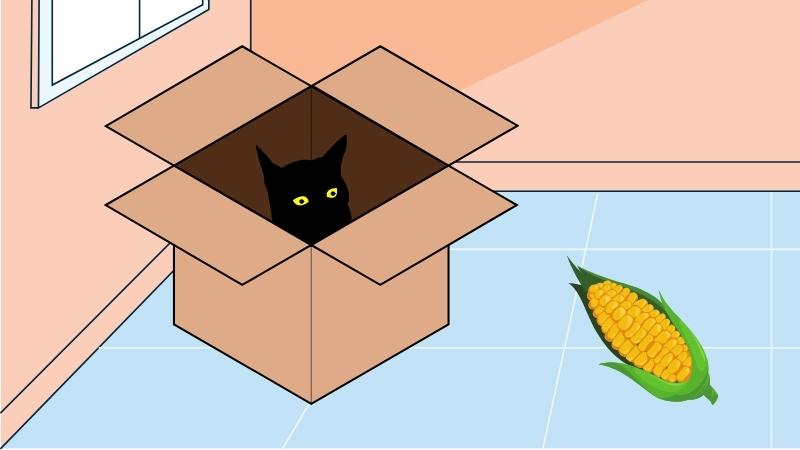 Dürfen Katzen Mais essen - Katze starrt auf die Blasphemie, die ein Maiskolben im Badezimmer ist