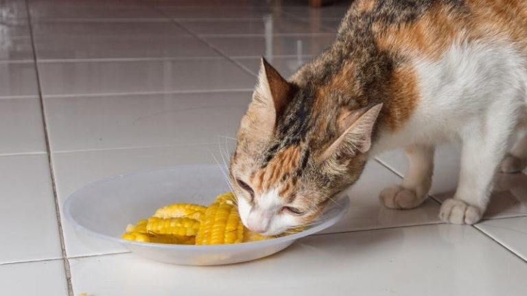 Dürfen Katzen Mais essen - Miniaturbild einer Katze, die Maiskolben aus einer Schüssel frisst