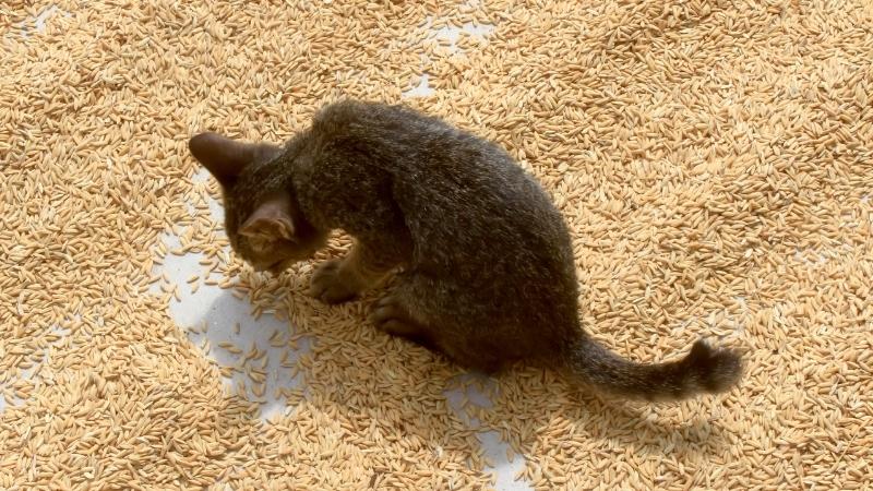 Dürfen Katzen Reis essen - Katze umgeben von Reis!!!1