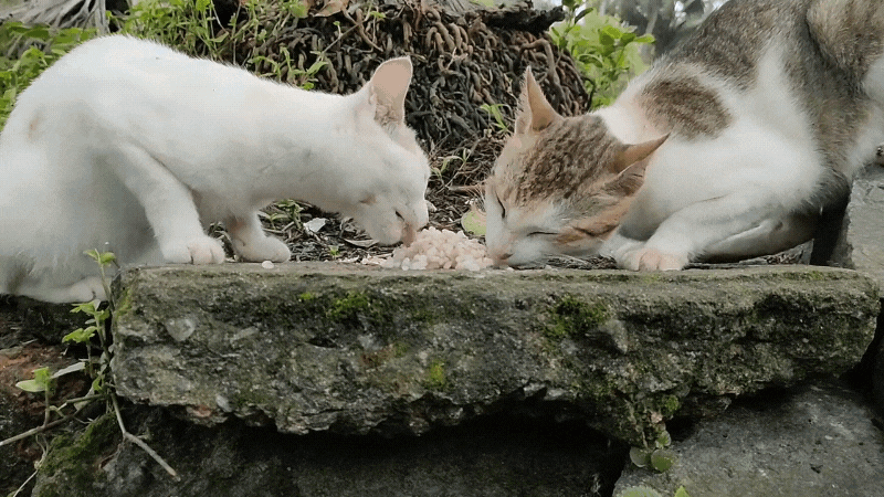 Dürfen Katzen Reis essen - Katzen essen eine leckere Reismahlzeit