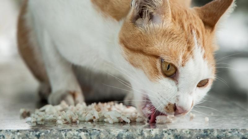 Dürfen Katzen Reis essen - orangefarbene Katze frisst Reis vom Tisch