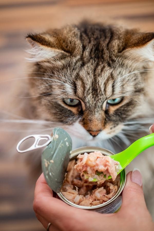 Dürfen Katzen Thunfisch essen - Mensch füttert Katze mit Thunfisch aus einer Dose