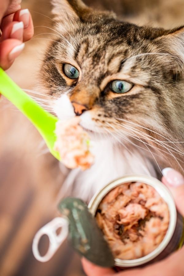 Dürfen Katzen Thunfisch essen - Mensch füttert seine Katze mit Thunfisch aus der Dose Teil 2