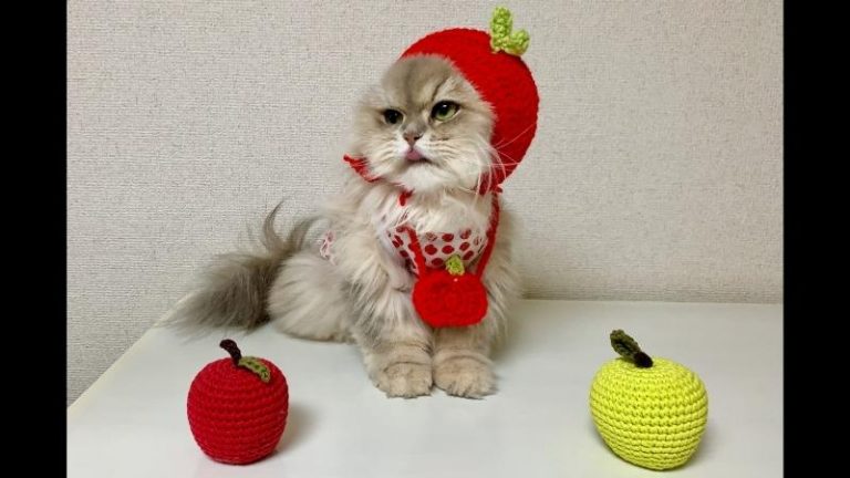 Können Katzen Apfel essen - Katze mit gefälschten Äpfeln auf der Lasche