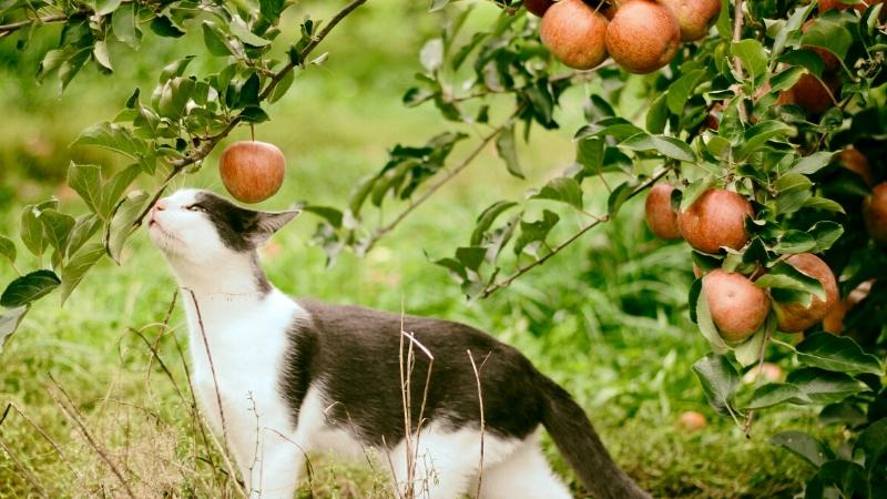 Können Katzen Apfel essen - Katze schnüffelt an Äpfeln auf einem Apfelbaum
