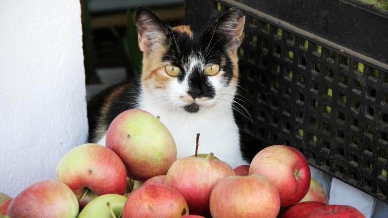 Können Katzen Apfel essen - eine Katze mit sehr vielen Äpfeln in ihrem Besitz