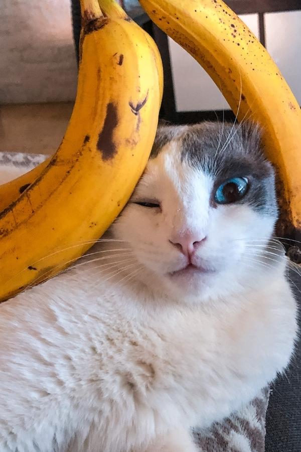 dÃ¼rfen katzen bananen essen - Katze mit dem Kopf in einem Haufen Bananen, die ganz verwirrt guckt