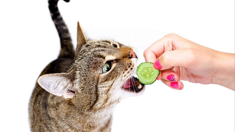dÃ¼rfen katzen gurken essen - Frau fÃ¼ttert eine sÃ¼ÃŸe Katze mit Gurke