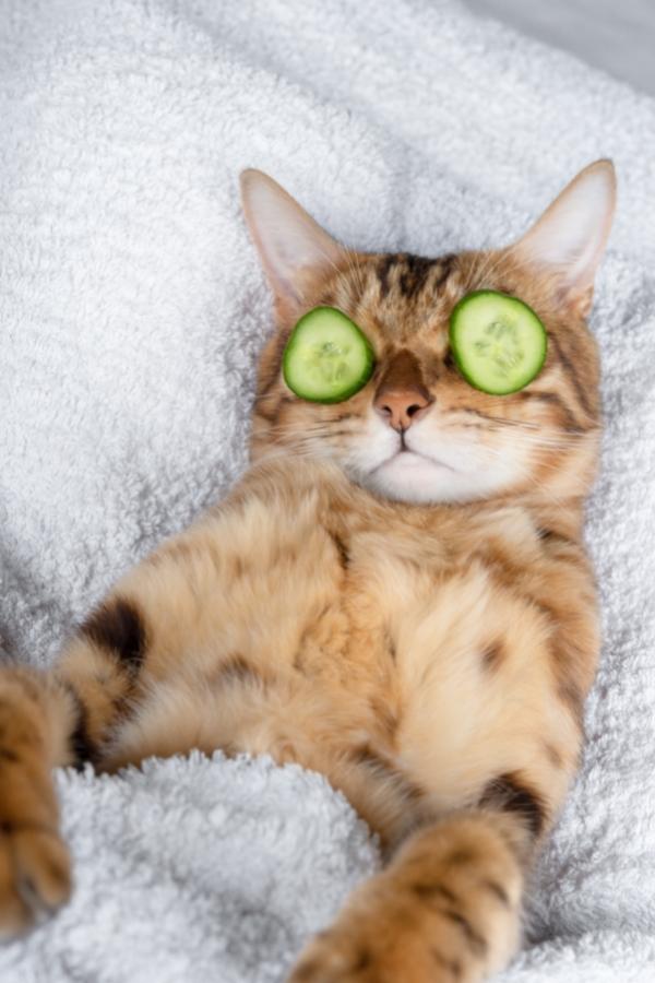 dürfen katzen gurken essen - Katze chillt und entspannt mit Gurken auf ihren Augen
