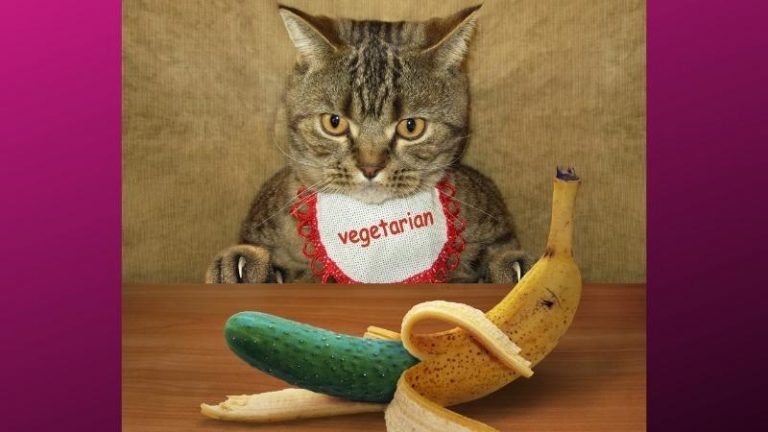 dürfen katzen gurken essen - Katze starrt eine Gurke an