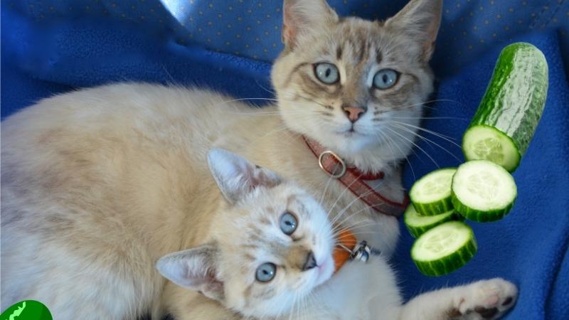 dÃ¼rfen katzen gurken essen - Katzen, die sich auf einem Sofa mit einer aufgeschnittenen Gurke entspannen