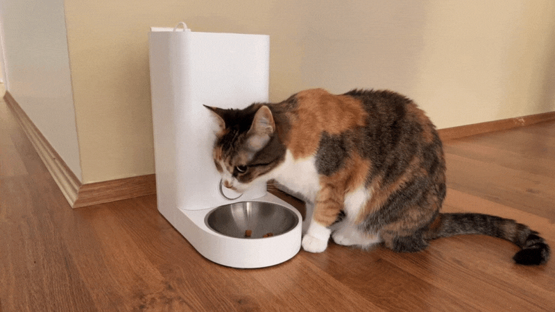 dürfen katzen hundefutter essen - Katze frisst aus einem Futterspender