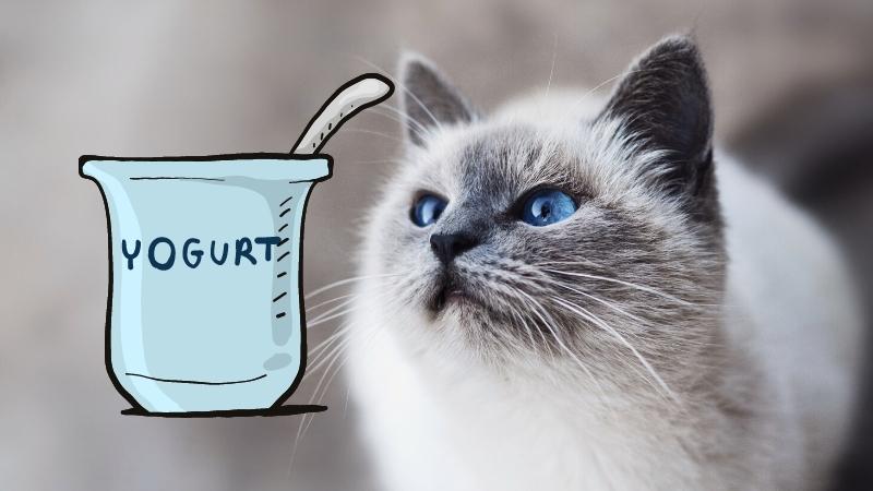 dürfen katzen joghurt essen - Katze starrt auf eine Schüssel mit Joghurt ijajee