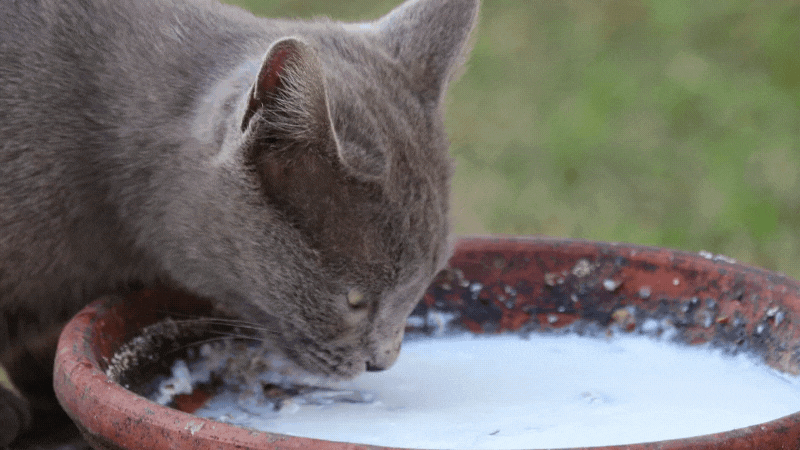 dürfen katzen joghurt essen - Katze trinkt Joghurt aus einer Pflanzenschale