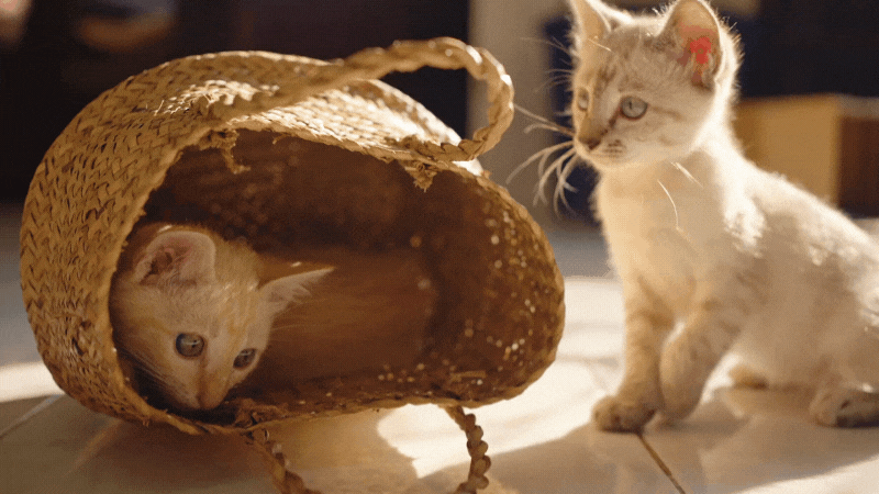 dürfen katzen joghurt essen - kleine Kätzchen spielen herum